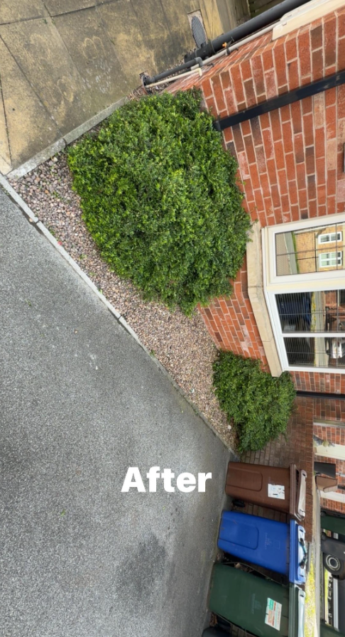 Front garden after tidy-up