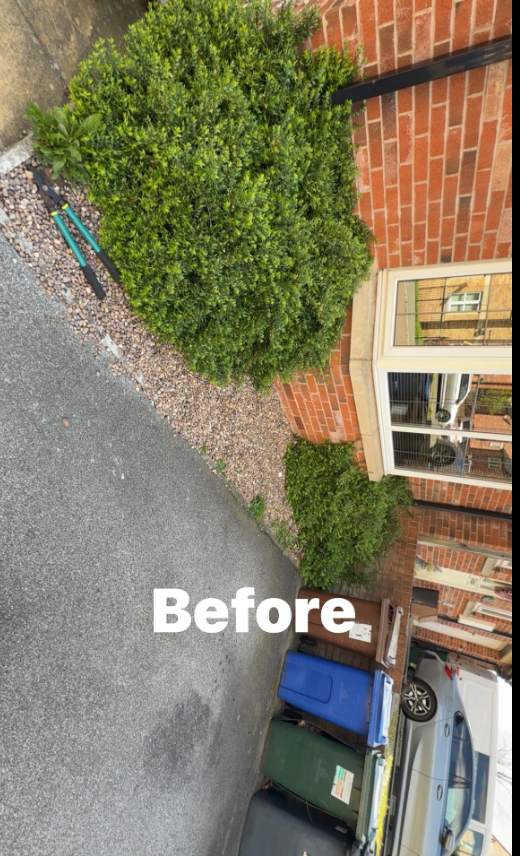Front garden before tidy-up