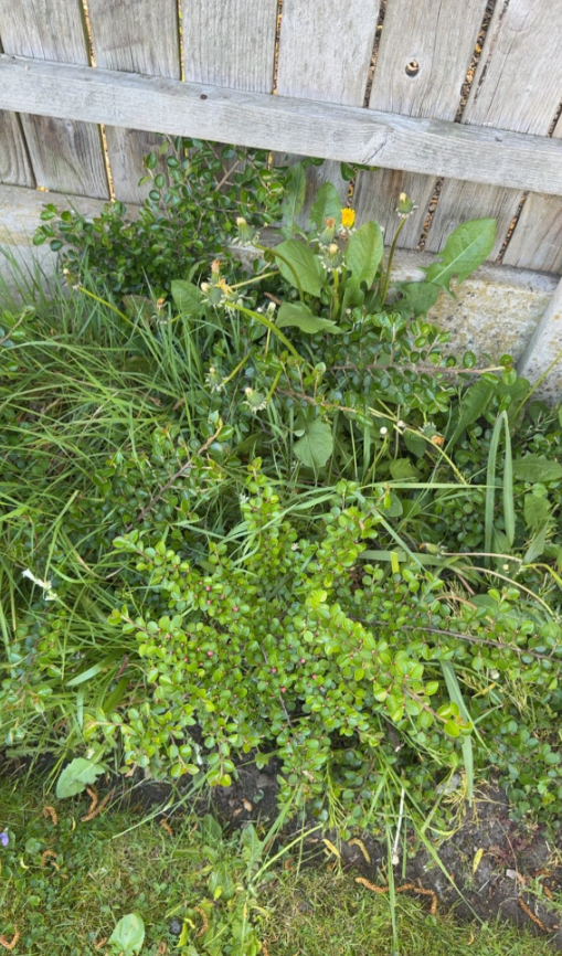 Overgrown border being cleared